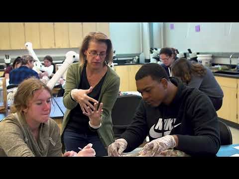 Anatomy | Mammal Dissection