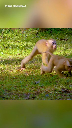 Funny monkey playing and crying loudest | Viral Monkey 45 | Facebook