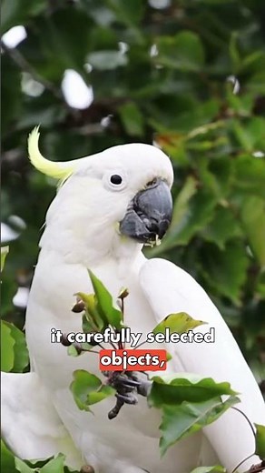 This Bird Uses Tools Like a Human 😳🦜 (Real Science)
