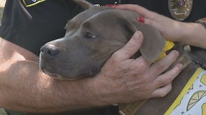 Foster homes needed for over 100 dogs before major winter storm, officials say