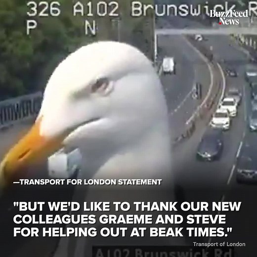 31K views · 216 reactions | These two seagulls flew in front of a traffic camera to get their close-up  | BuzzFeed News | Facebook