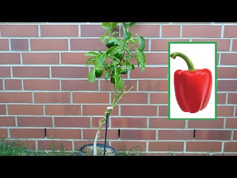 Paprika Pflanze Pflege Tipps – Pflanzen Pflegen / Schneiden / Gießen / Düngen / Standort