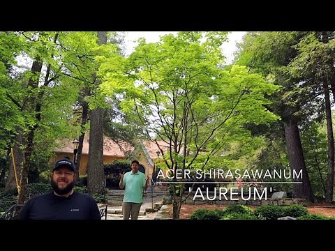 Acer Shirasawanum 'Aureum' Golden Full Moon Large Specimen in Garden! - Japanese Maples