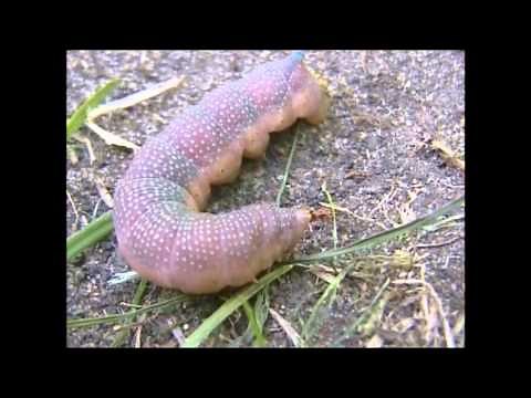 Lime Hawk Moth Mimas tiliae Larva