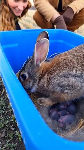 Helpless Baby Rabbits Protected by Kind Humans #rabbit #animals