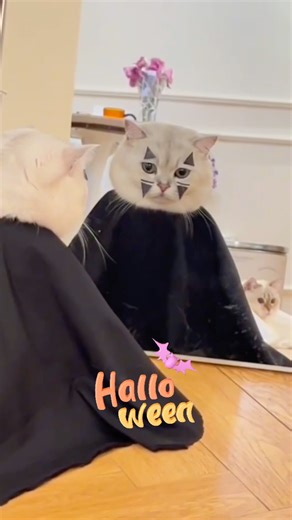 Scaredy Cat… or Scary Cat? 😹🎃#ytshorts #viralshorts # #catshorts #funny