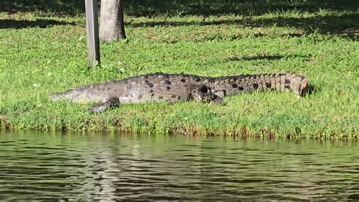 They tried catching Florida’s deadliest crocodile - and quickly regretted it