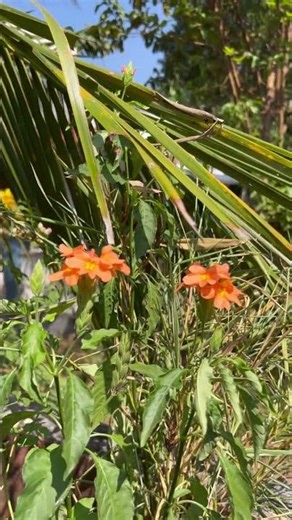 Kanakambaram Flower Blooming 🌼 | Crossandra Plant Beauty #flowers #garden #shorts