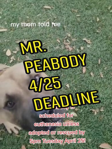 LastChanceDogs on TikTok