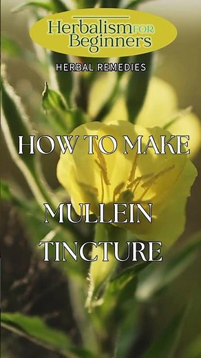 How to Make Mullein Leaf Tincture | Herbalism for Beginners | Herbal Remedies