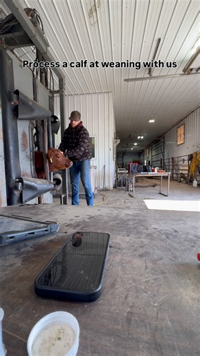 We wrapped up weaning for the year with our May-June calves last week. Every calf through the chute gets vaccines, a magnet, an EID tag, and a DNA sample. They go into our system ready to be registered and into the Hoop barns ready to be fed. We utilize some great tools within our herd and it makes processing our calves that much easier. | Bieber Red Angus Ranch