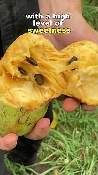 5 Amazing Custard Apple Varieties Explained
