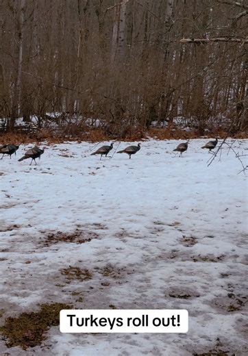 I love how when turkeys go across a field/yard it’s almost like they have a hive mind that makes them all line up in single file. I honestly think they are one of the most interesting birds around with everything they do on a daily basis. #turkey #animals #nature #wildlife #travel