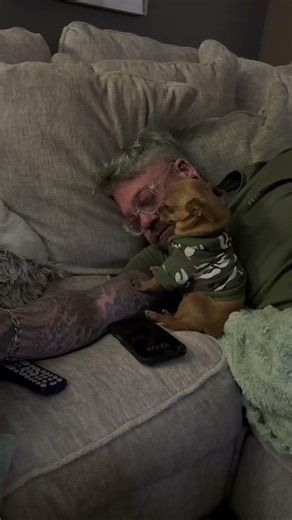 Chihuahua Survives Chainsaw Snoring! 😂💤