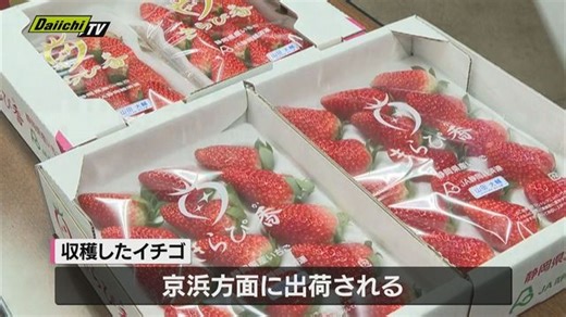 伊豆南部のイチゴ　最盛期前に目ぞろえ会　26件の農家がイチゴを栽培（静岡・河津町）（Daiichi-TV（静岡第一テレビ））
