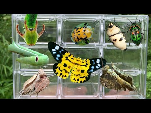Amazing Insects Collection Found in Nature 🐛🦋
