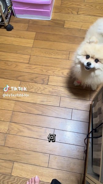 ママ目線#犬#ポメラニアン#ポメラニアンのいる生活 #ブラウニー#パパウニー