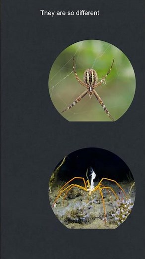 The Sea is Filled with Spiders #seaspider #ocean #deepsea #spiders