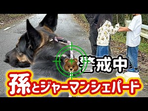 孫を守るジャーマンシェパード🐕警戒心はまろんの長所‼︎頼りになる‼︎【ジャーマンシェパード】