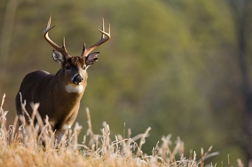 What are the Kansas big game hunting season dates for 2024-2025?