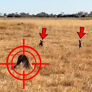 The tables have turned for this lion...(must witness) | Wild Tings