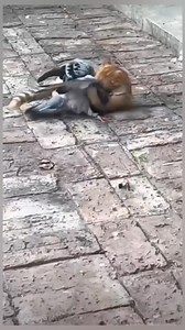 158K views · 2K reactions | An Unlikely Yet Unbreakable Bond: Pigeon...