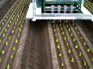 Automatic seedling planting machine on farm in Australia