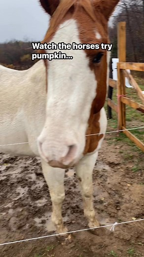 1.6K views · 110 reactions | Taste testing! Will the horses like pumpkin? Monty tried it first, then Shadow and finally Captain gives the pumpkin a try. #tastetesting #pumpkin #rurallife #trysomethingnew | Unicorn Acres | Facebook