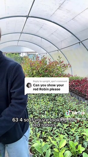 Red Robins Available: Gorgeous Bushy Plants for Your Garden