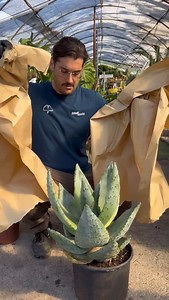 2.4K reactions · 67 comments | Lei non è una semplice pianta. È una...