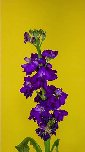 Watch This AMAZING Flower Bloom in 10 Seconds