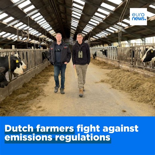 20 reactions · 10 comments | In the Netherlands, many farmers are opposing government plans to drastically reduce livestock in order to slash nitrogen emissions, a major source of pollution in the country. Watch this #EuronewsWitness report: https://bit.ly/3NogotG | Euronews English | Facebook