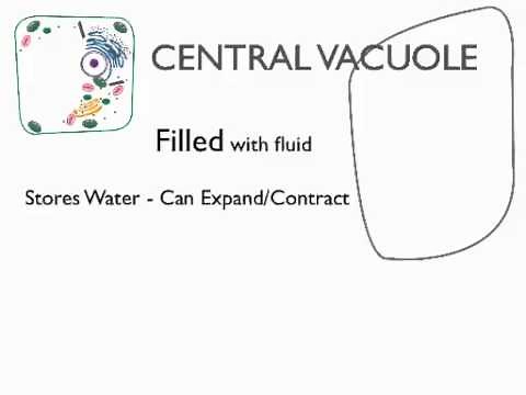 Central Vacuole