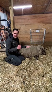 This week’s resident spotlight is Ginger 🐑 If you’re watching/have seen Saved By The Barn, you know what a fighter this girl is. Ginger is now all grown up and still the biggest sweetheart. Even though she had some issues with her legs, she gets around just fine now. Ginger loves spending her days munching on hay and hanging out with the other sheep and special need goats, like Charlie and Lola (who makes a surprise appearance in this video 😝) Thank you to everyone who has supported Ginger and