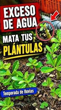 The rain is killing your seedlings: avoid this mistake
