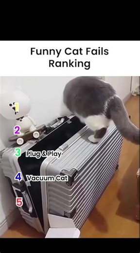 Funny Viral Cat Fails. #funnycats #foryou #comedy