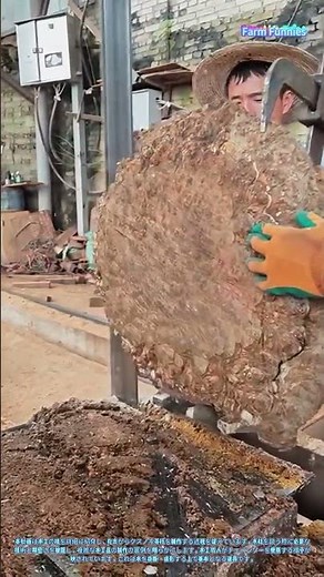 木工の技：クスノキ茶托の制作