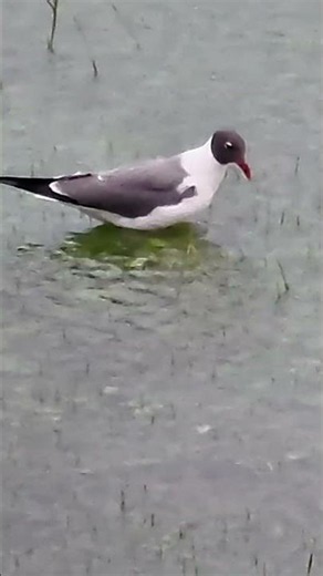 Nature's Pool Party: Laughing Gulls After the Thunderstorm! 🐦🌧️