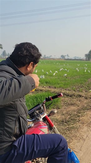 Slingshot Hunting Bird with Gulel Hunting #Slingshot #Hunting #slingshothunting #viral