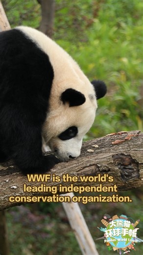 iPanda on Instagram: "Do you know why the logo of the World Wildlife Fund (WWF) is a giant panda? Let’s take a look at the origin of this logo and guess which giant panda it is based on! 🐼 🐼 🐼 #Panda #Cute #iPanda #instagood #wwf #FriendshipMessenger #PandasWorldTravel #PandaMoment #PandaFun For more panda information, please check out: https://en.ipanda.com"