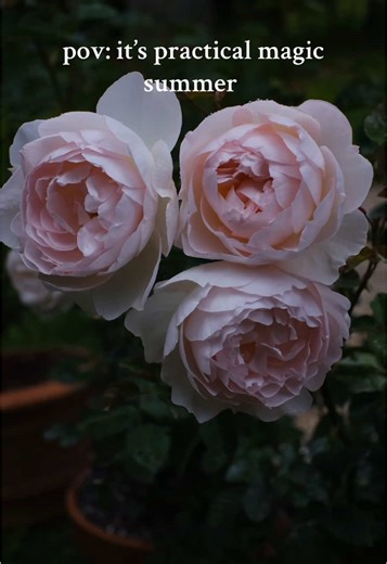 Join us, join us at the 🔗 in bio for a summer of bewitching blooms, spells, art, and magic. 🥀💐🖤 #plantmagic #botanicalart #gardenwitch #gardenmagic #darkacademia #folklore #practicalmagic #darkcottagecore #fairygarden