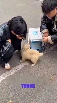 A Second Chance for a Broken Soul 🐕❤️ #animalrescue #shorts #shortvideo #viral #dog #dogshorts