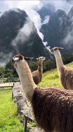 Discovering Llamas, Machu Picchu, Peru, Waman Adventures from Sneha 🇵🇪