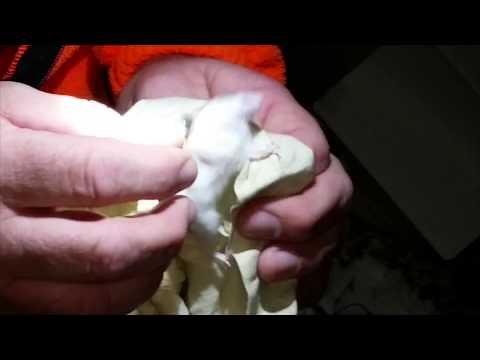 Alabama Beach Mouse: Endangered