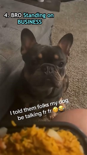 THESE BOYS BARK IN ENGLISH!!!