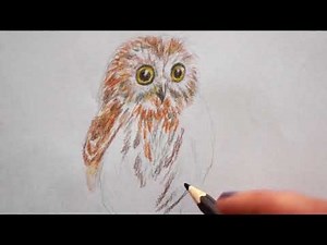 Baby Eule zeichnen lernen