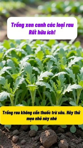 Intercropping Chrysanthemum Greens with Cilantro | Natural Pest Control Tips for Fewer Pesticides!