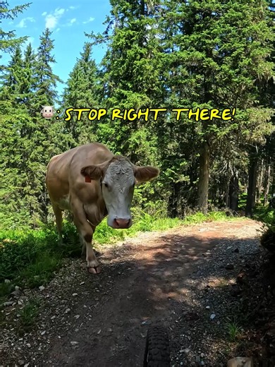Mooooove, you’re blocking the trail 🐮 Jason Reiter’s ride came to a halt when this local stopped him for inspection. 🎬 Shot on HERO12 Black for a $500 GoPro Award 👉 GoPro.com/Awards | GoPro