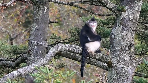 Endangered snub-nosed monkeys in southwest China thriving thanks to conservation efforts