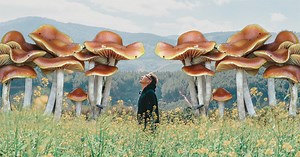 Wavy Caps: The Potent and Vigorous Shrooms You've Never Heard Of